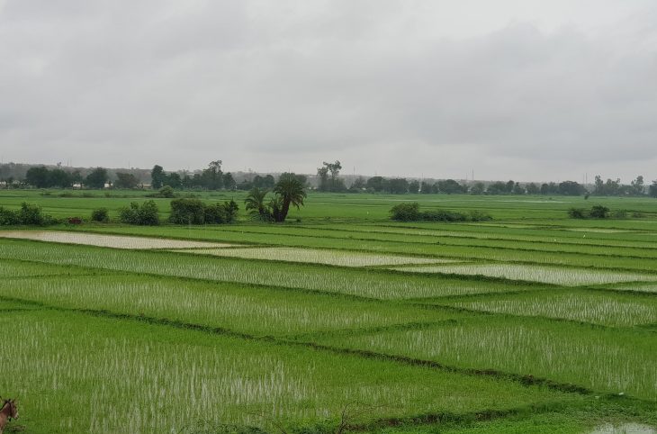 Niger : Conséquences de la crue guinéenne sur le riz local