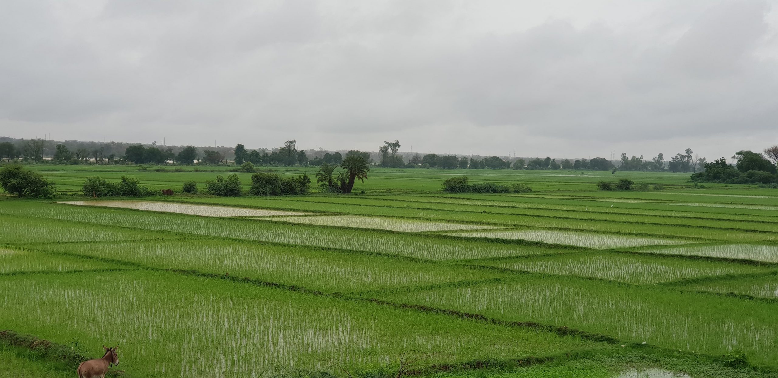 Niger : Conséquences de la crue guinéenne sur le riz local