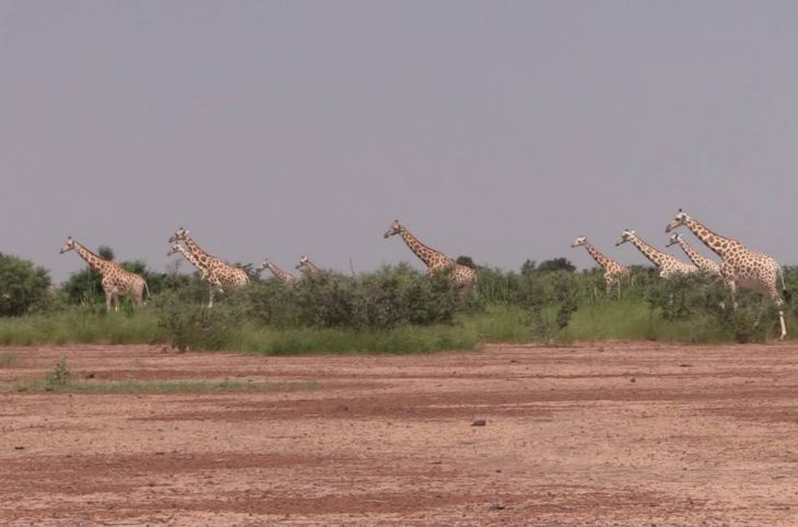 Niger : les dernières girafes de l’Afrique de l’Ouest
