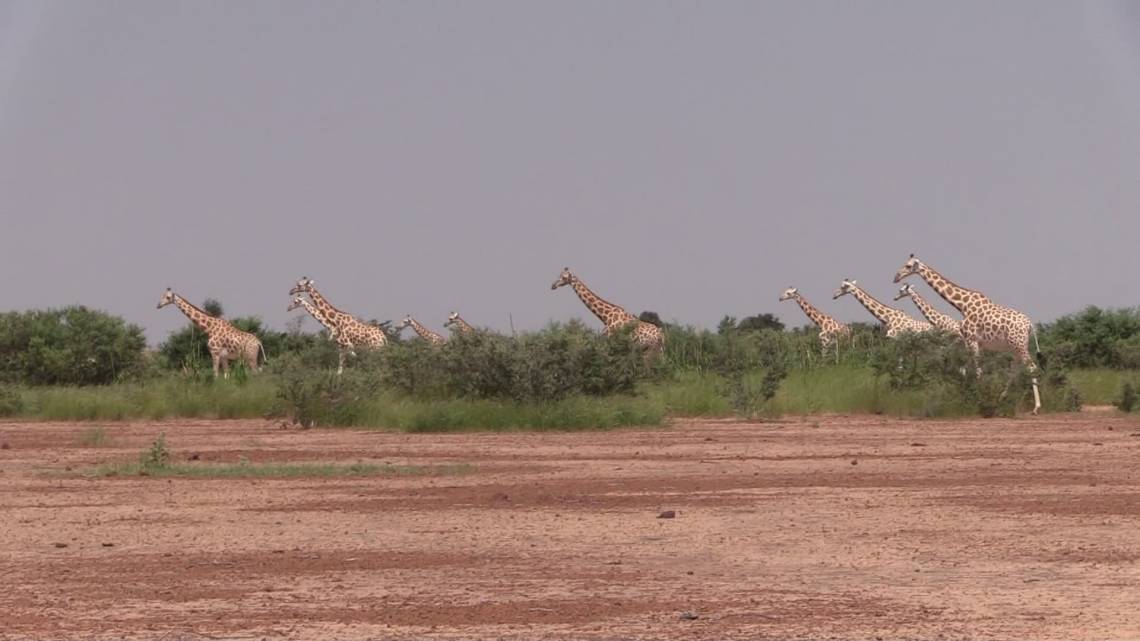 Niger : les dernières girafes de l’Afrique de l’Ouest