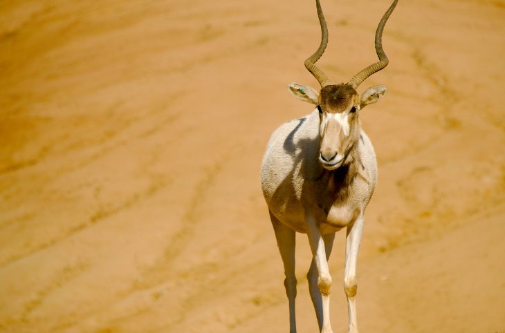 Niger / Une pétition contre « la redéfinition des limites de la réserve de Termit et Tin-Toumma »