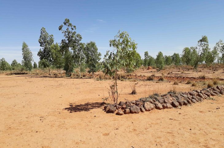  Promotion des initiatives locales d’adaptation aux changements climatiques à Tolkoboye