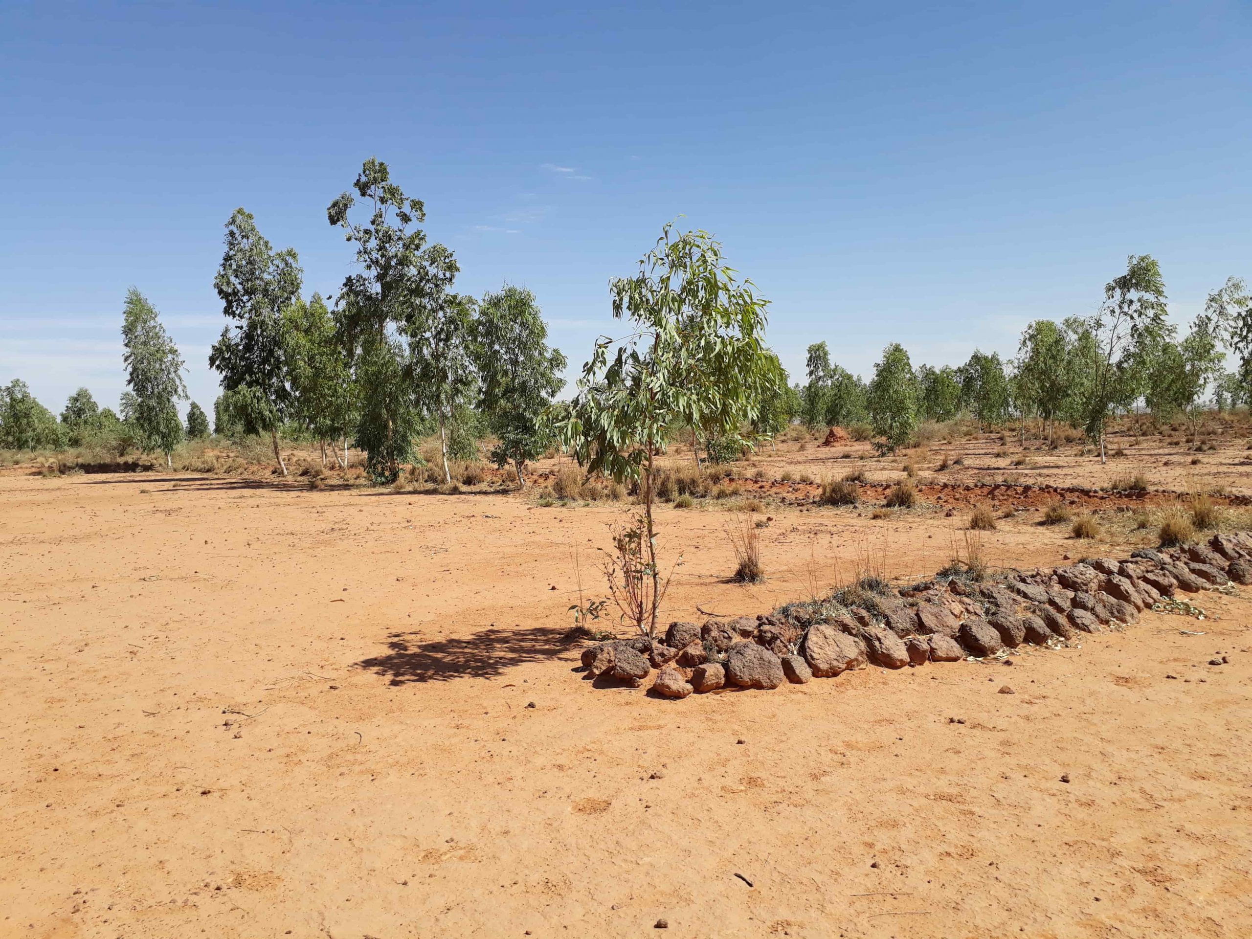 Au Niger, on récupère les terres dégradées