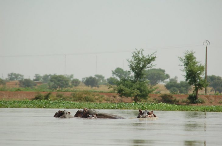 La problématique la cohabitation des hippopotames et de l’Homme aux abords du fleuve Niger
