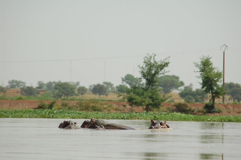 La problématique la cohabitation des hippopotames et de l’Homme aux abords du fleuve Niger