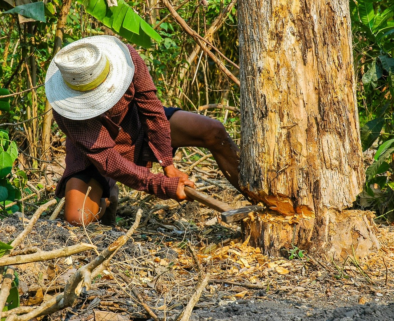 Ce que prévoit le code pénal nigérien en cas d’abattage clandestin d’arbres