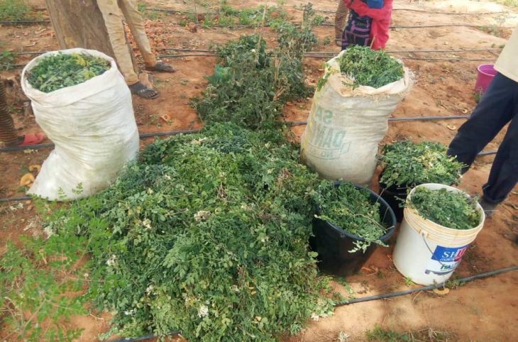 Quelles sont les vertus du moringa ?