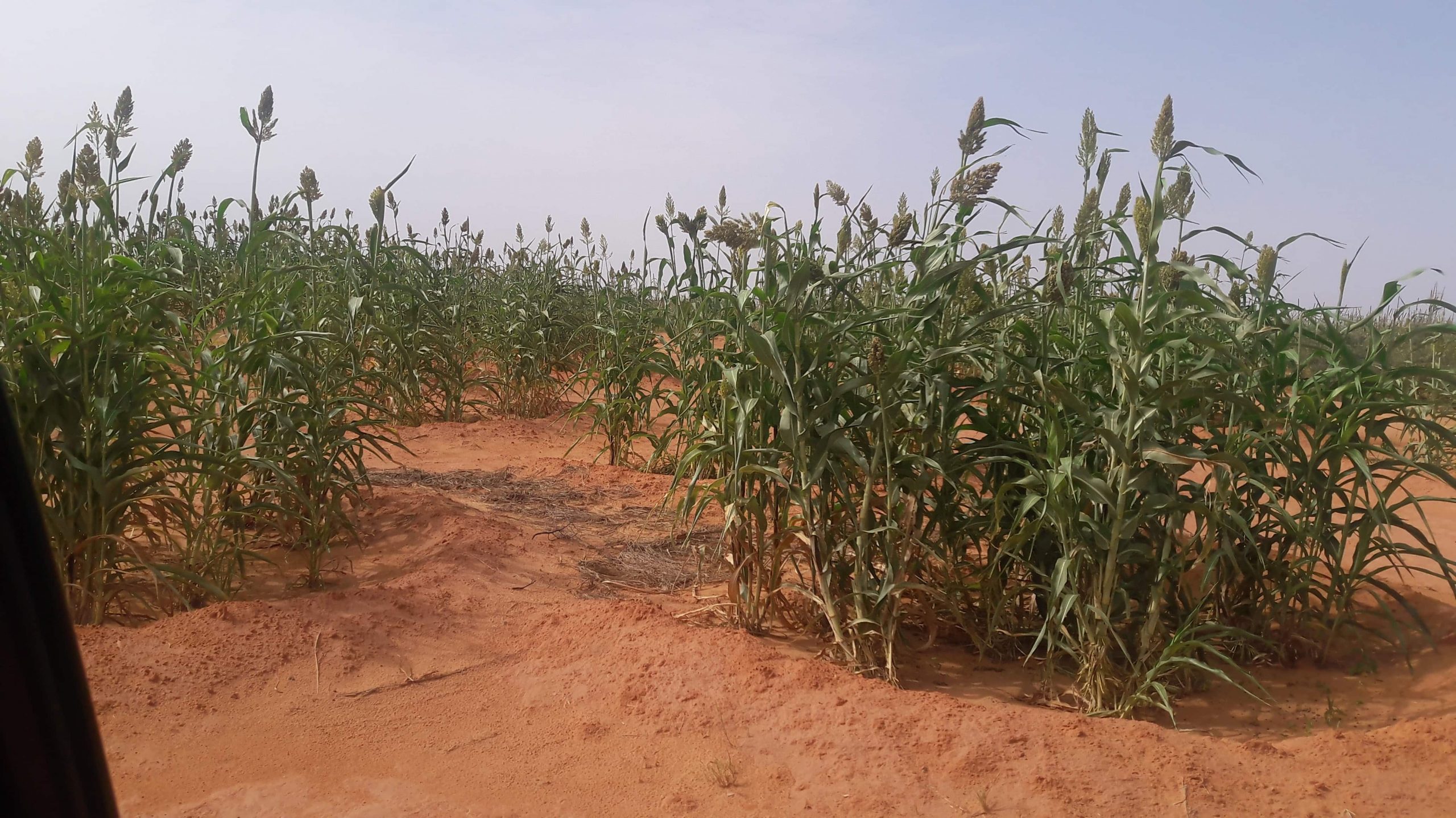 Récupération des terres dégradées et lutte contre la désertification au Niger
