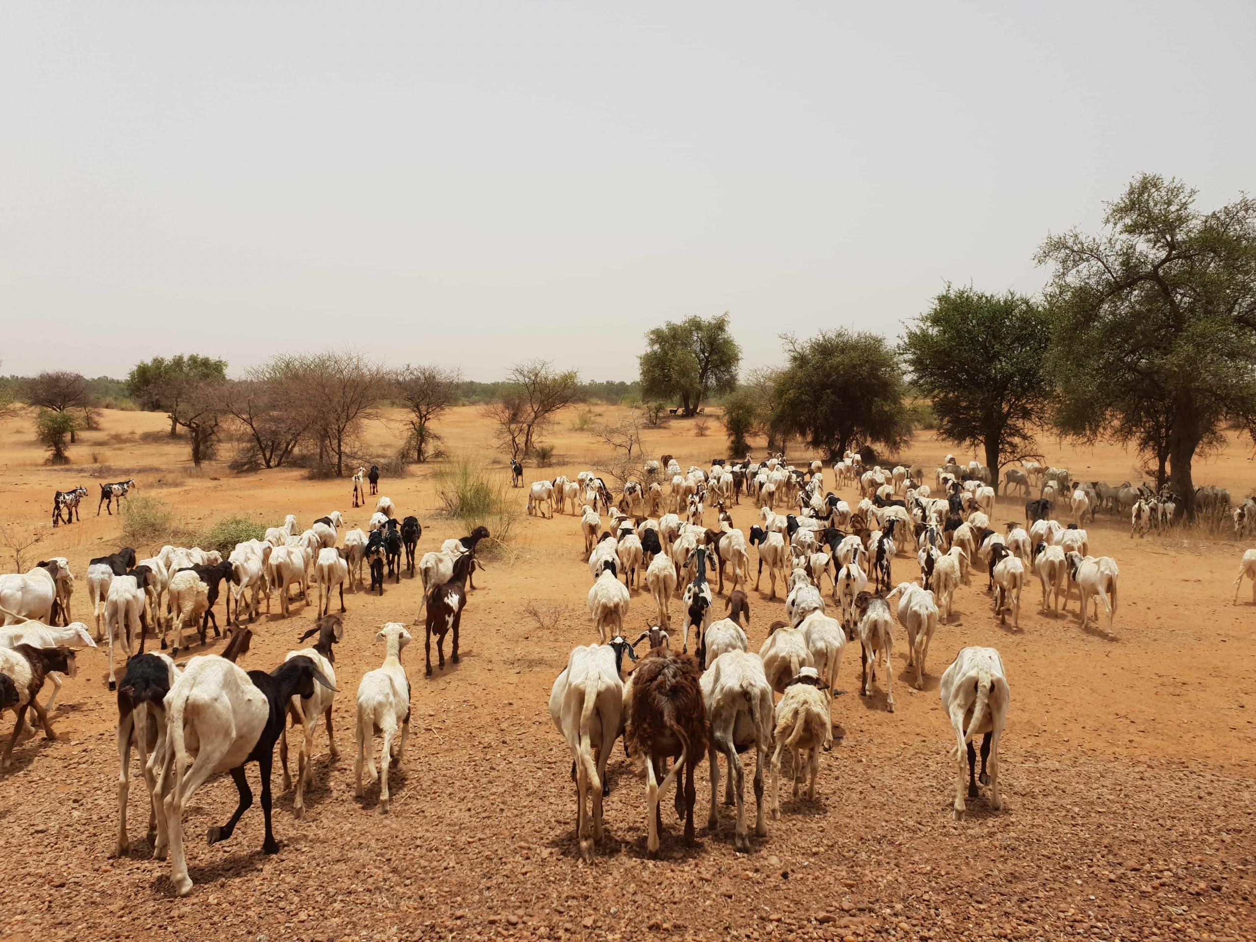 Région de Tahoua : des centaines de têtes de bétail décimées dans la commune urbaine d’Abalak