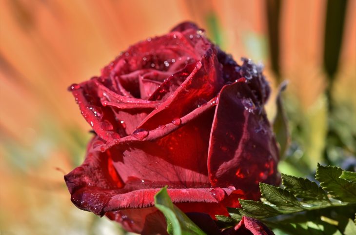 A Niamey, malgré les tabous certains fêtent l’amour ce 14 février