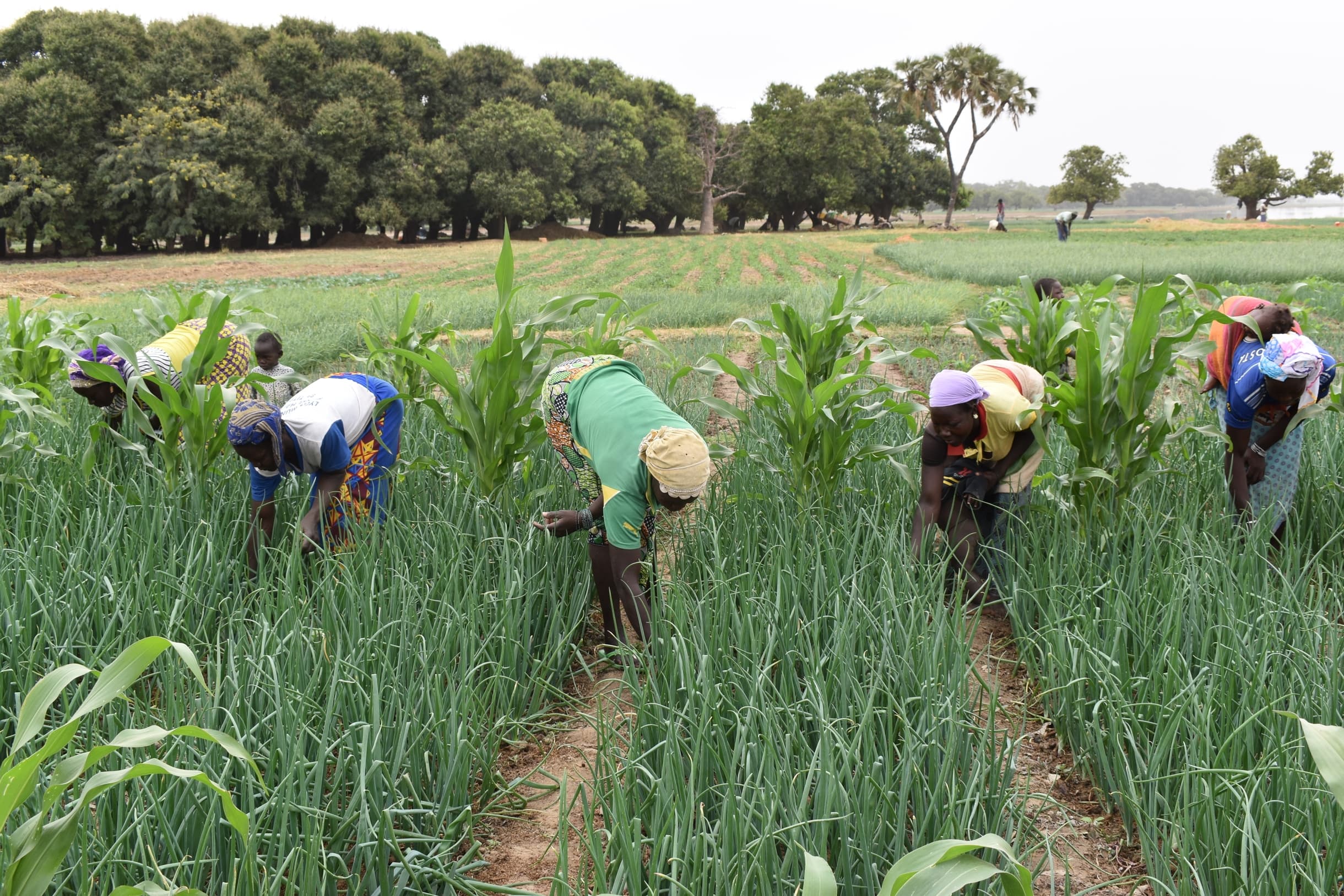 Les rurales, des femmes battantes