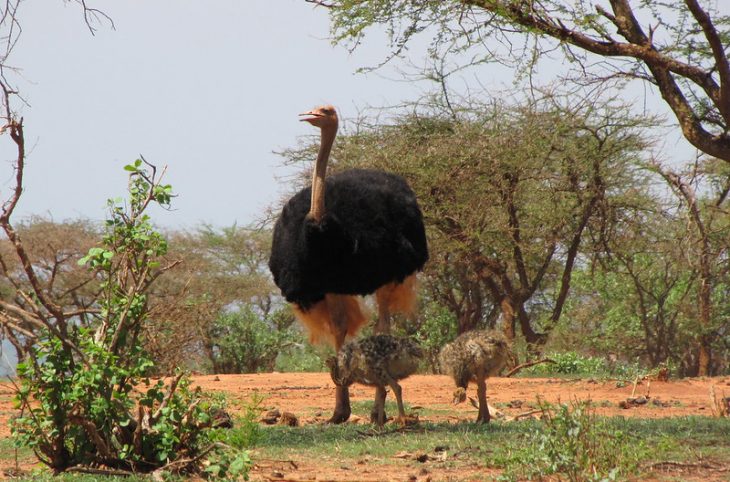 Sauvegarde des autruches à cou rouge de Kellé