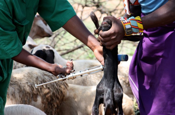 Sensibilisation des éleveurs sur l’importance de la vaccination des ruminants dans les départements de Gaya et Dogondoutchi