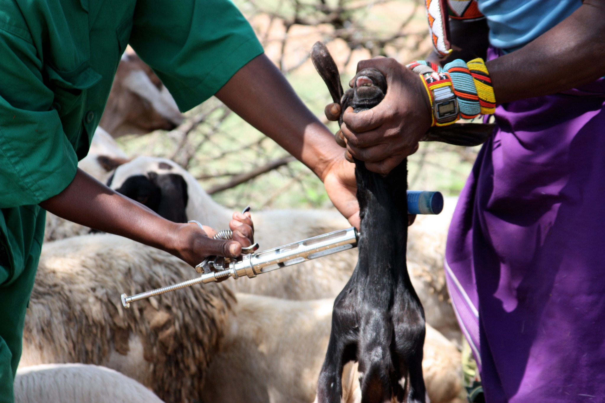 Sensibilisation des éleveurs sur l’importance de la vaccination des ruminants dans les départements de Gaya et Dogondoutchi