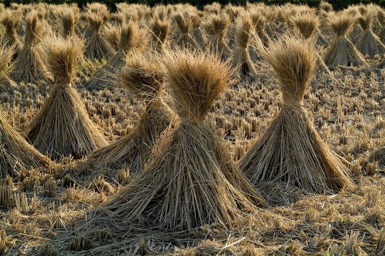 Le magazine du 03/10/2019-Le ramassage démesuré de la paille dégrade l’environnement à Filingué