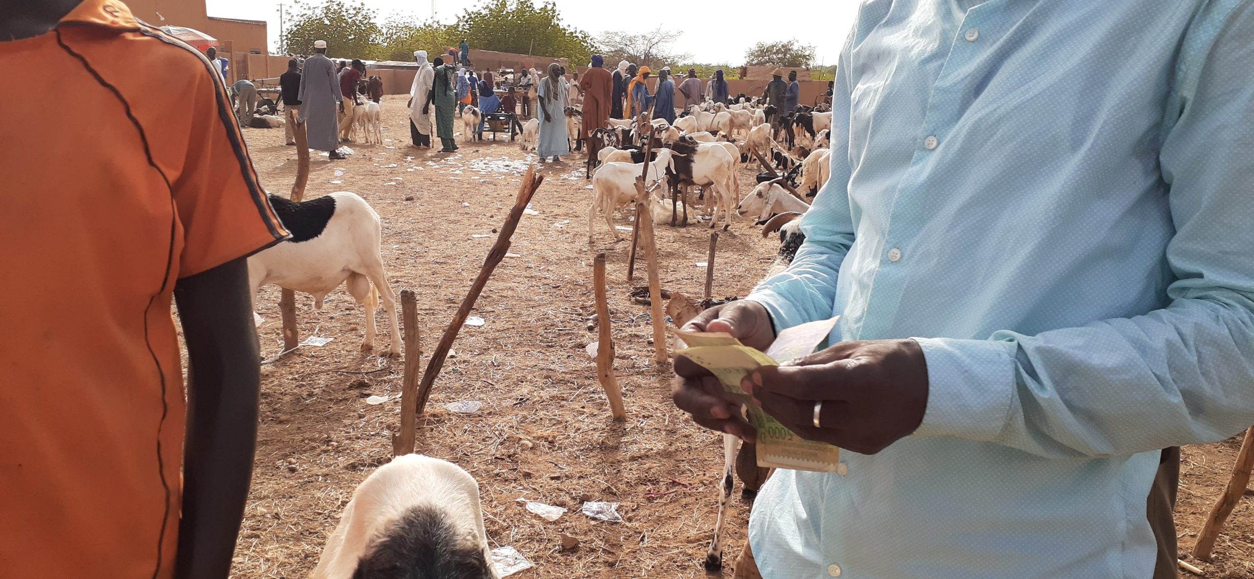 Tabaski : Faible affluence des acheteurs sur le marché de bétail de Bella dans le département de Gaya