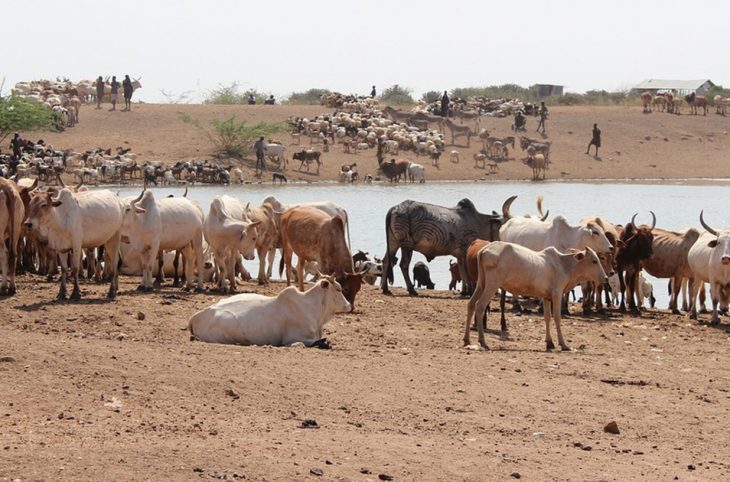 Le magazine du 19/11/2018 - Transhumance dans le département de Gaya : Difficultés rencontrées par les éleveurs sur les frontières du Bénin et du Nigéria