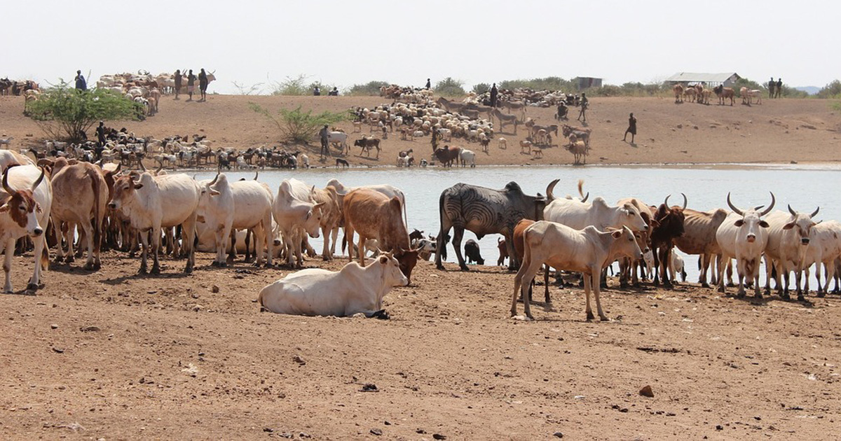 Le magazine du 19/11/2018 – Transhumance dans le département de Gaya : Difficultés rencontrées par les éleveurs sur les frontières du Bénin et du Nigéria