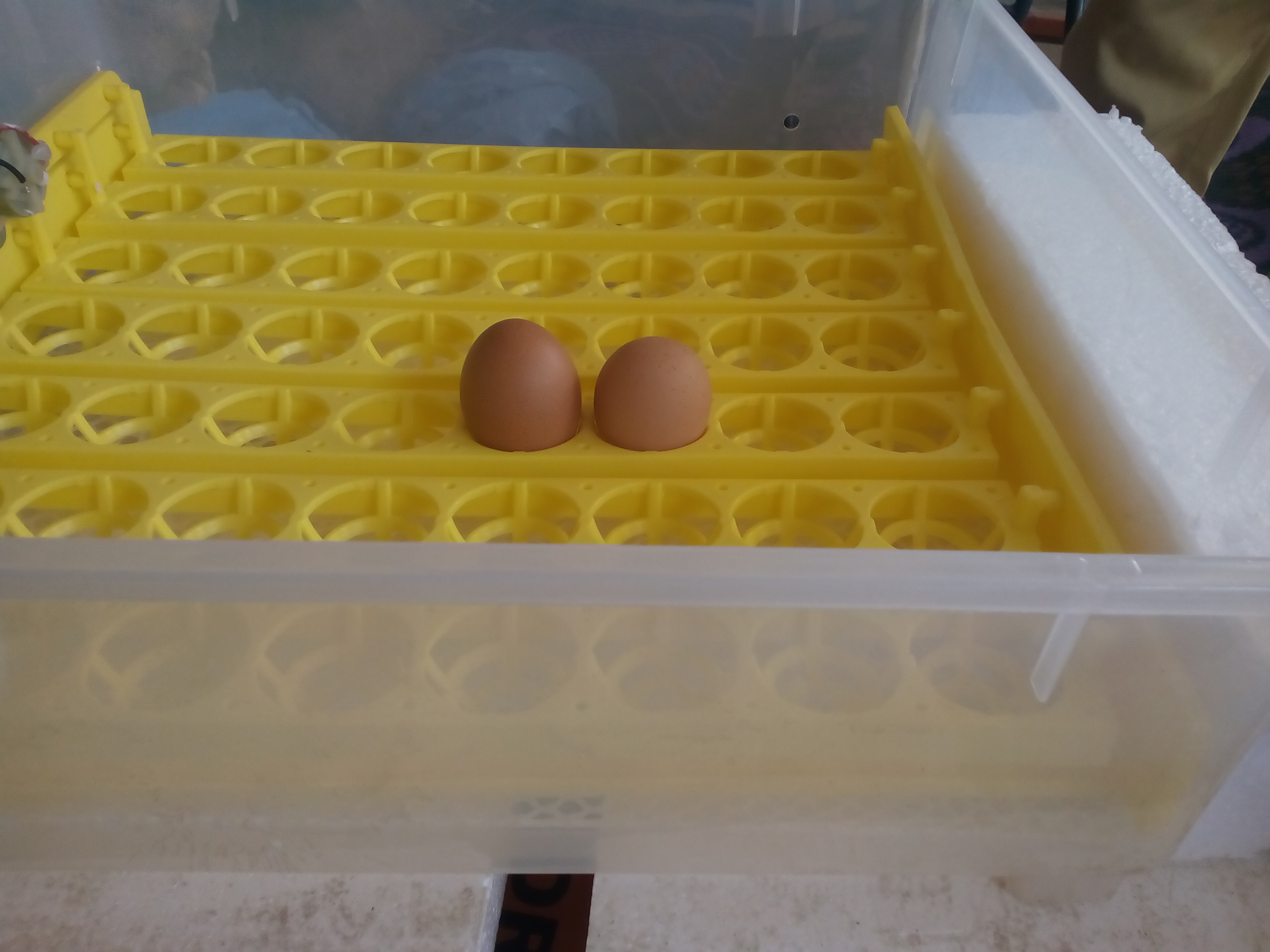 Le magazine du 12/09/2019 – L’utilisation des couveuses d’œufs dans l’élevage