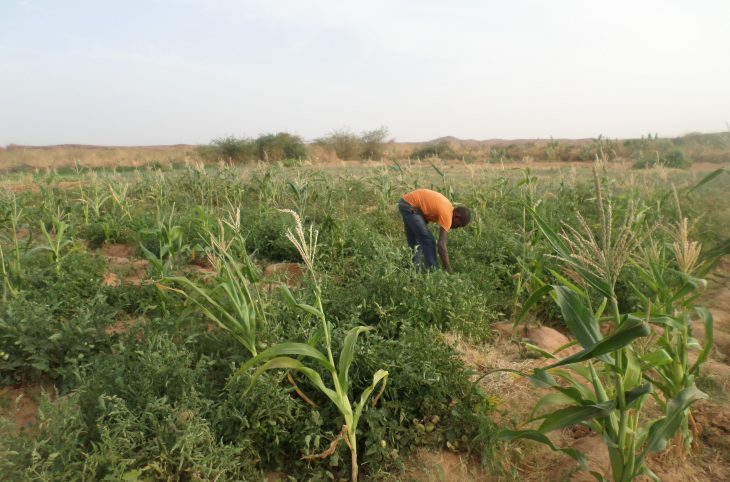 Zinder : Le point sur la campagne agricole en cours