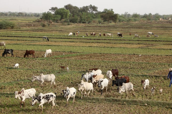 Le magazine du 03/01/2019 - Département de Dogondoutchi, région de Dosso : l’élevage urbain et péri-urbain comme solution au déficit fourrager